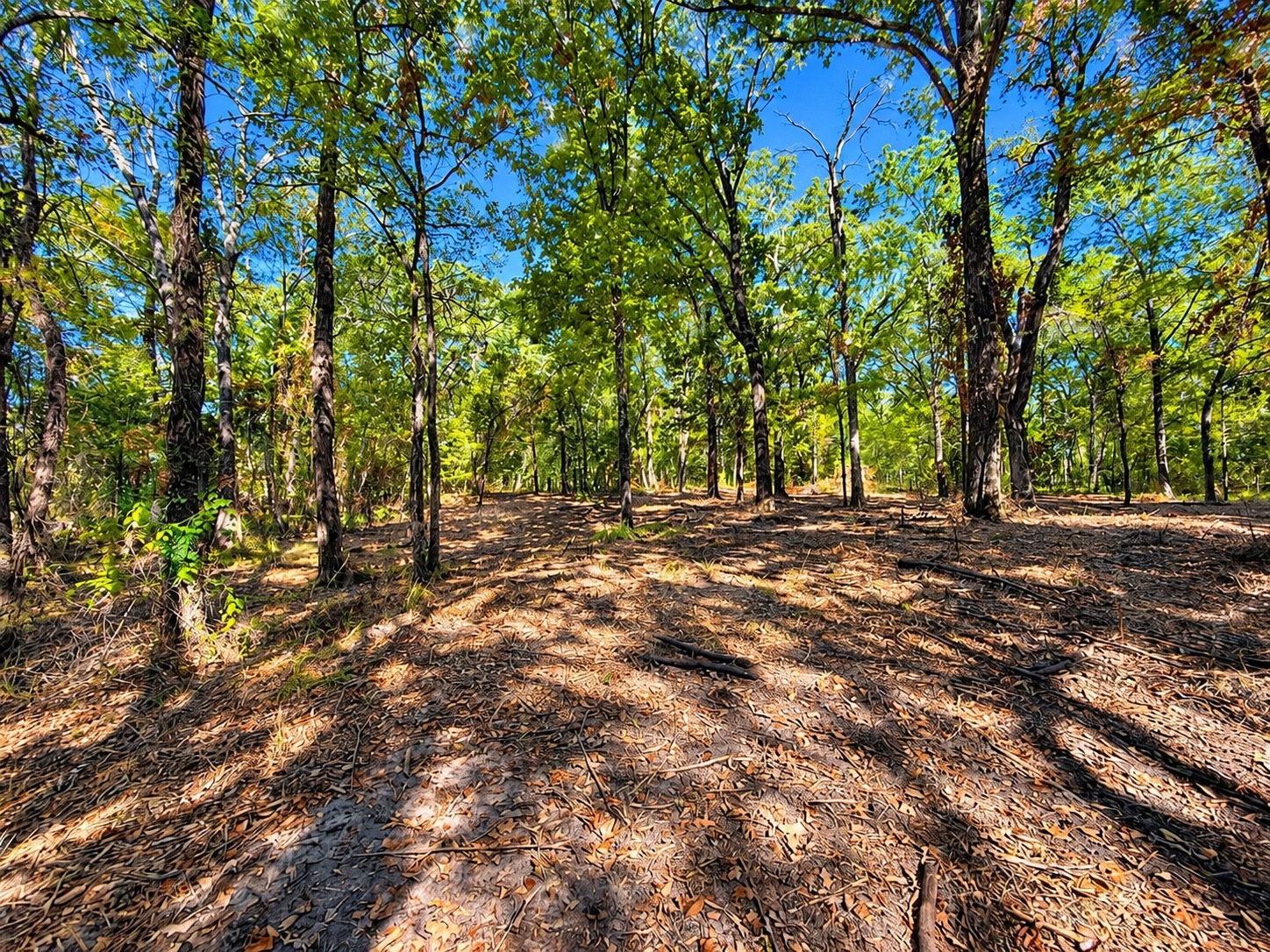 Interior wooded homesite view at Lot 2