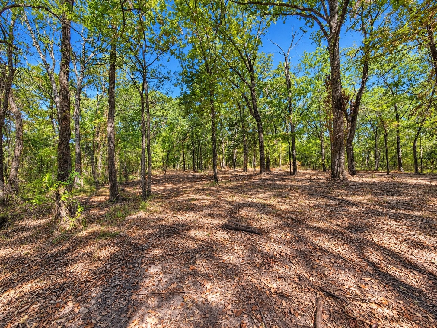 Open wooded interior of Lot 2