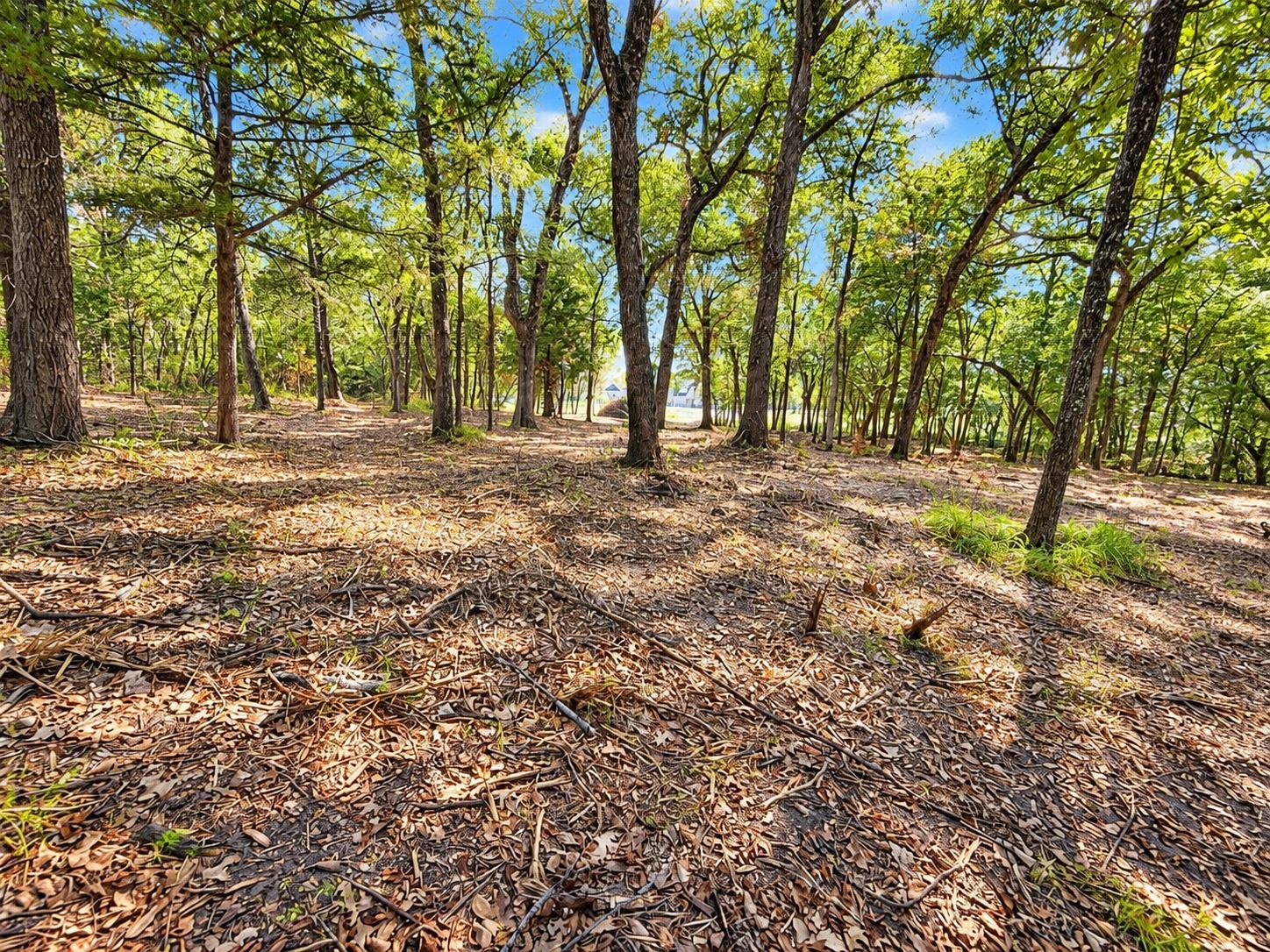 Wooded view across Lot 2